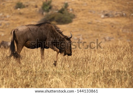 A single wildebeest in the wild in an open grass field in landscape orientation