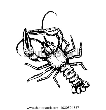 Lobster hand drown illustration sketch