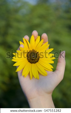 Female hand holding flower