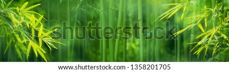 Bamboo ForestNatural