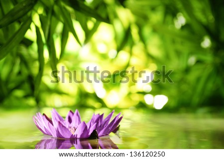 Lotus Flower
