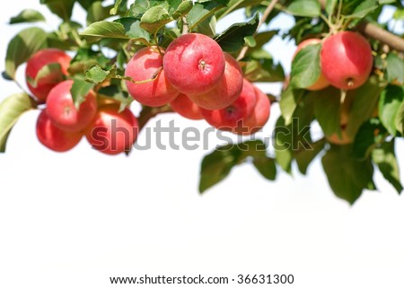 Branch with ripe red apples isolated on the white.