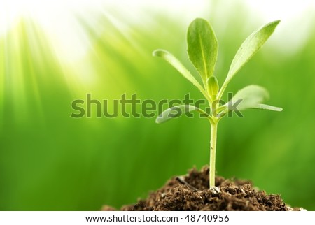 Young plant growing in sunshine(Shallow Dof)