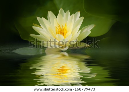 Yellow Lotus