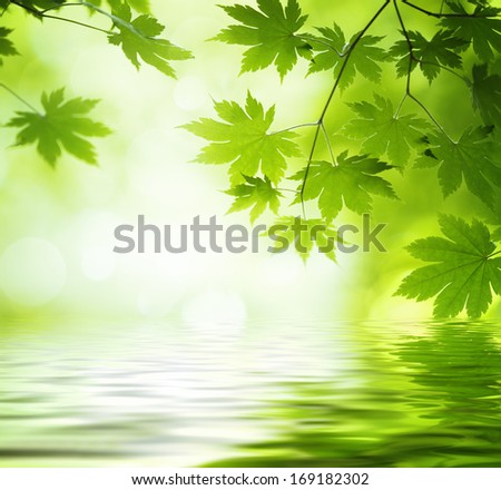 Green leaves reflecting in the water,Shallow Dof.