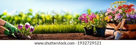 Gardener planting flowers in the garden