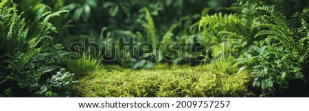 Similar – Image, Stock Photo green fern leaves on a wooden walkway above a brook