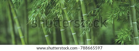 Bamboo Forest