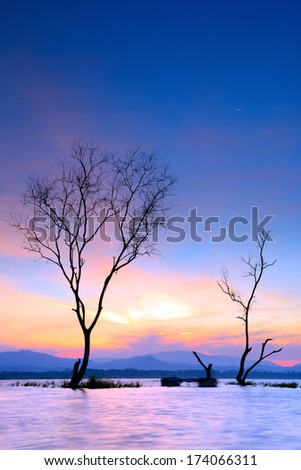 Trees longer life. Death at sunset.  Death trees are in the lake in  thailand.This picture was taken by Long exposure technic. For a beautiful effect of the lake.