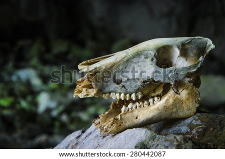 Animal skull close up