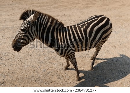 Similar – Foto Bild Zebrablick Blick Tier