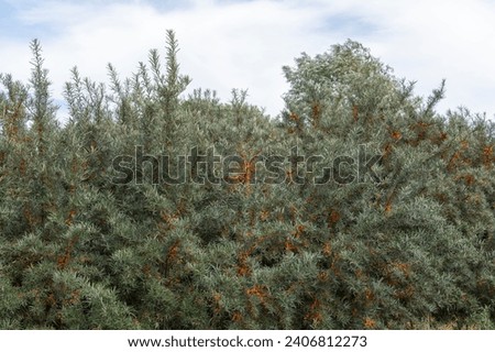 Similar – Image, Stock Photo Sea buckthorn hedge