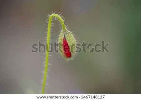 Similar – Image, Stock Photo Poppy bud shortly before its development