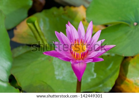 Lotus or water lily. This flower can grow in water. In Eastern traditional represent this flower as a virgin.