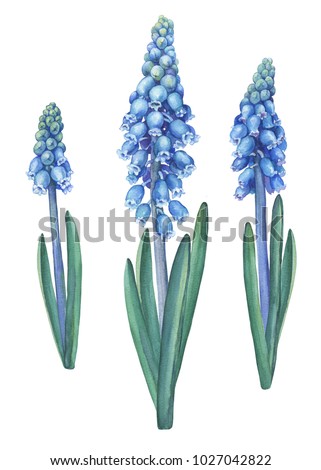 Similar – Image, Stock Photo grape hyacinth Muscari