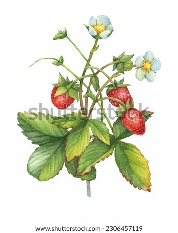 Similar – Foto Bild Fragaria vesca. Reife Walderdbeere mit verschwommenem Hintergrund.