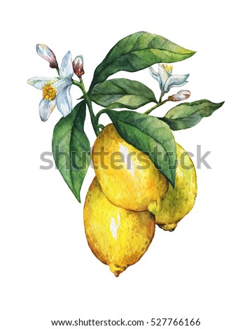Branch of the fresh citrus fruit lemon with green leaves and flowers. Hand drawn watercolor painting on white background.
