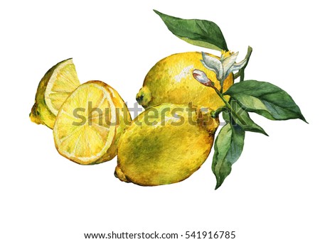Arrangement with whole and slice fresh citrus fruit lemon with green leaves and flowers. Hand drawn watercolor painting on white background.