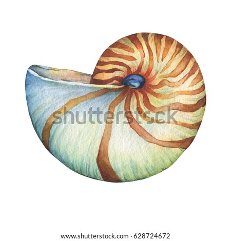 Nautilus sea shell. Marine design. Hand drawn watercolor painting on white background. 