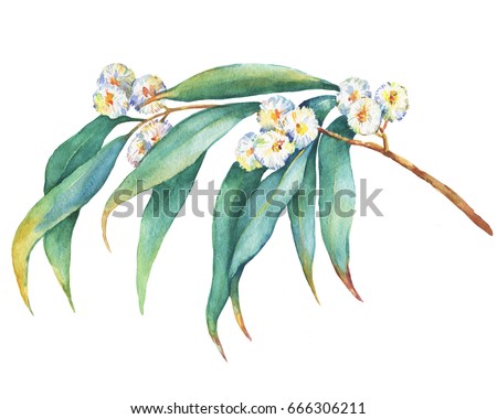 A branch of  Eucalyptus melliodora  flowers, plant also known as Yellow Box Gum. Watercolor hand drawn painting illustration, isolated on white background.