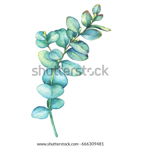 A branch of  silver-dollar eucalyptus (Eucalyptus cordata, heart leaved ), plant also known as Silver Dollar Gum. Watercolor hand drawn painting illustration, isolated on white background.