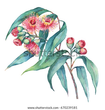 A branch of Eucalyptus caesia (commonly known Gungurru or Silver Princess) flowers, plant also known as Yellow Box Gum. Watercolor hand drawn painting illustration, isolated on white background.
