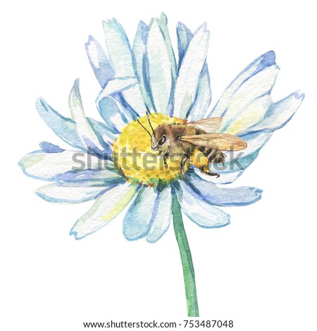 The branches flowering daisies (Bellis perennis, chamomile) with a sitting bee. Watercolor hand drawn painting illustration isolated on white background.