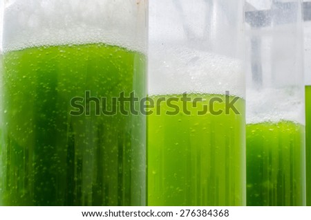 Photobioreactor in Algae fuel biofuel industry