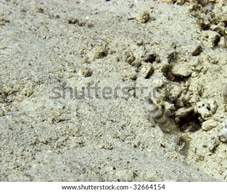 Shrimpgoby and shrimp on sea bed