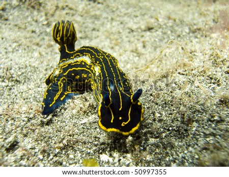 Black and yellow nudibranch in the sea off Tenerife