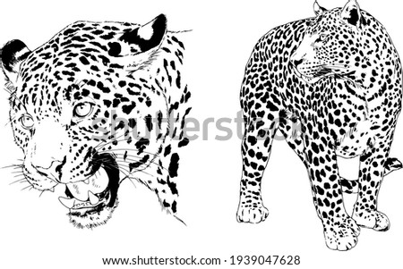 snarling face of a leopard painted by hand on a white background