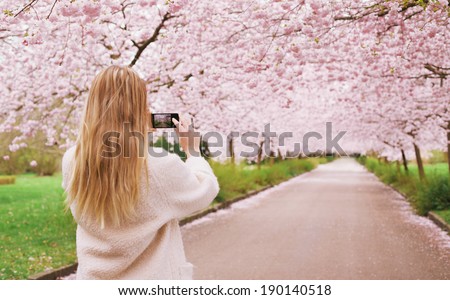 Rear view of a young woman using her mobile phone to capture images of the path and cherry blossoms tree at park. Female taking pictures with her smart phone at spring blossom garden.