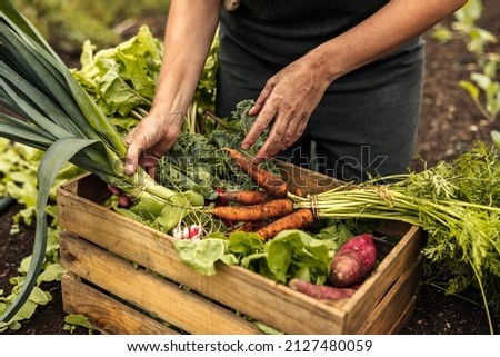 Similar – Image, Stock Photo Crop woman with ripe eggplants