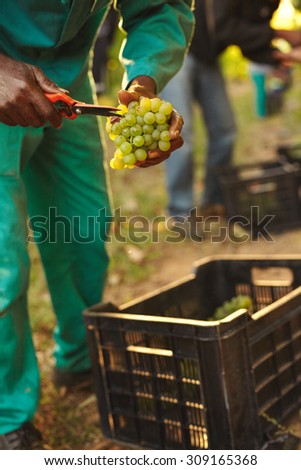 Harvester hands cutting green grapes on a vineyard. Farmer picking up the best quality grapes during harvesting.