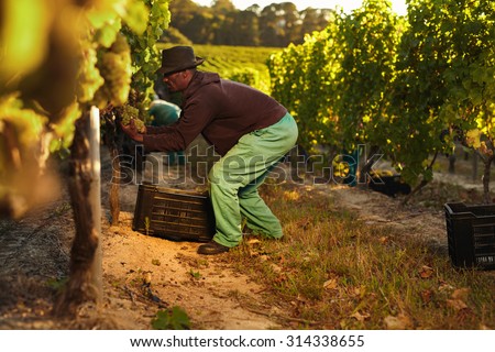 Farmer at work during harvesting time in vineyard. Man cutting grapes in the vineyard and putting in a plastic crate.
