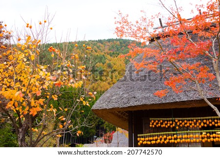 Autumn foliage and a farmer\'s house in Japan, making dry fruits