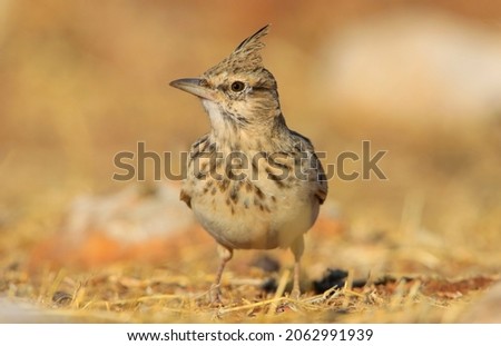 Crested Lark (Galerida cristata) is a songbird. It is a common and resident birds in Asia and Europe. It lives in barren and stony areas and is a common species in South East Anatolia region of Turkey Zdjęcia stock © 