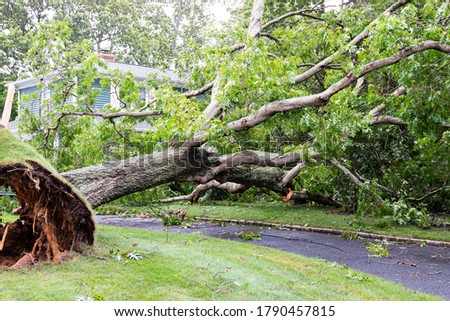 A neighbors tree gets blown down by Tropical Storm Isaias falling on to a house and over the driveway also taken doen the power lines. Stockfoto © 