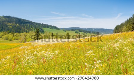 Alpine meadow with wild flowers on a bright summer  joyful day. Filter soft light
