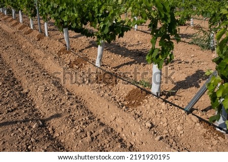 Similar – Foto Bild Samenstände der Traubenhyazinthe | Farbwechsel von kräftigem blauviolett zu hellbeige