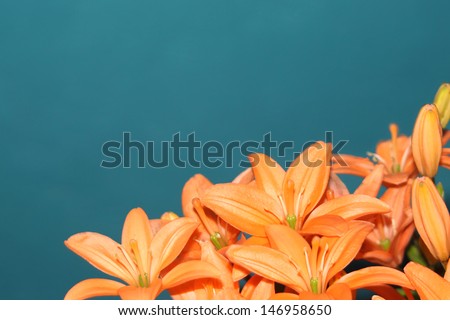 Orange lily blossoms on turquoise background