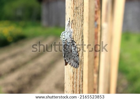 Similar – Image, Stock Photo Grey mottled wooden slatted wall through which the ivy is growing