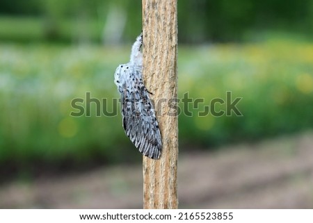 Similar – Image, Stock Photo Grey mottled wooden slatted wall through which the ivy is growing