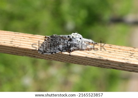 Similar – Image, Stock Photo Grey mottled wooden slatted wall through which the ivy is growing