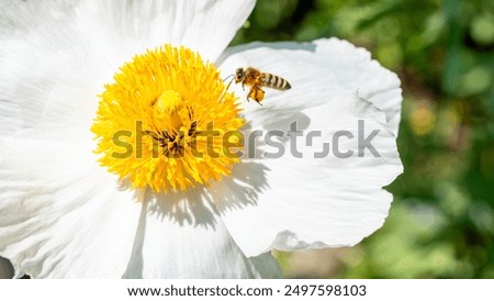 Similar – Image, Stock Photo many buzzing bees are working diligently on a honeycomb | noise