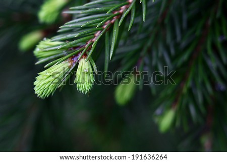 Young sprig of fir needles releases new spring.