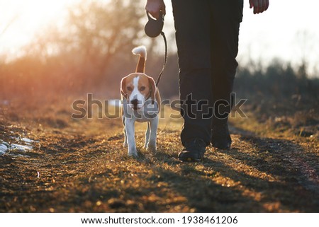 Similar – Image, Stock Photo Beagle dogs walking on a path in to the blue sky
