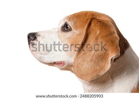 Similar – Image, Stock Photo dog Beagle on a walk on a field