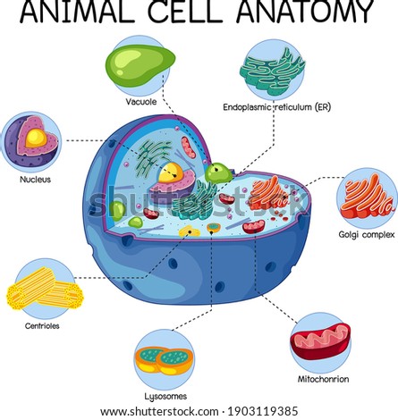 Animal Cell Clipart | Free download on ClipArtMag