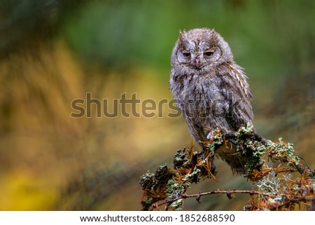 Shutterstock Puzzlepix